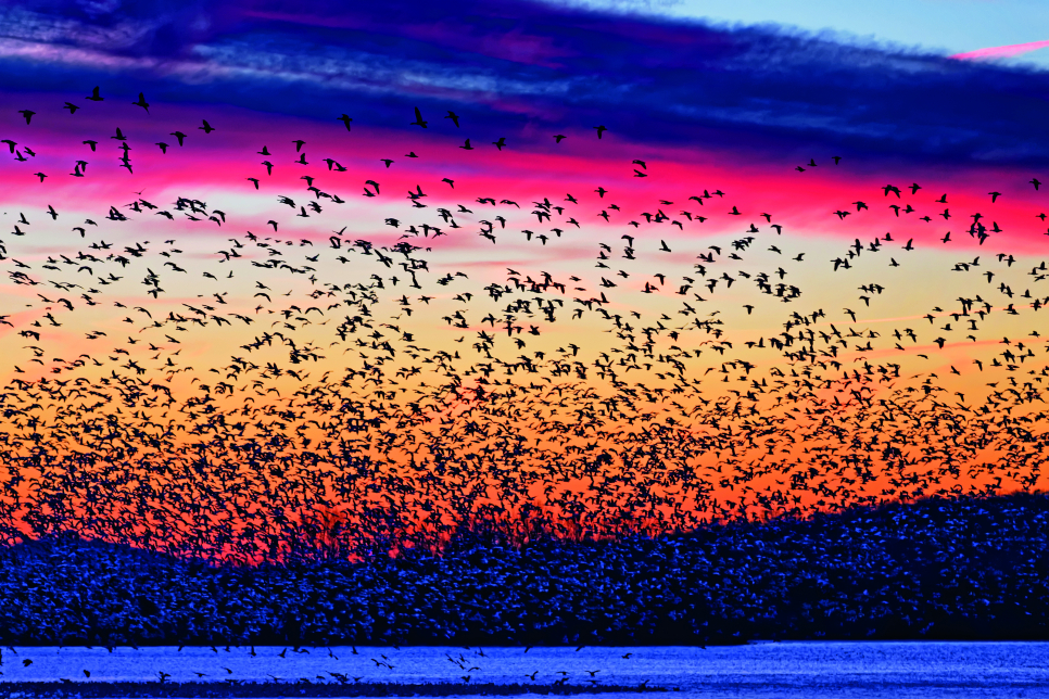 Have a wildlife-filled weekend at the North West's biggest bird watching festival